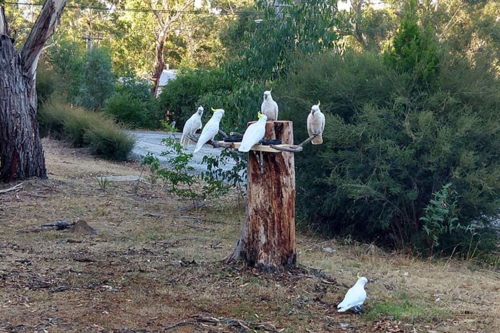 Cockatoo Cabin Halls Gap Luaran gambar