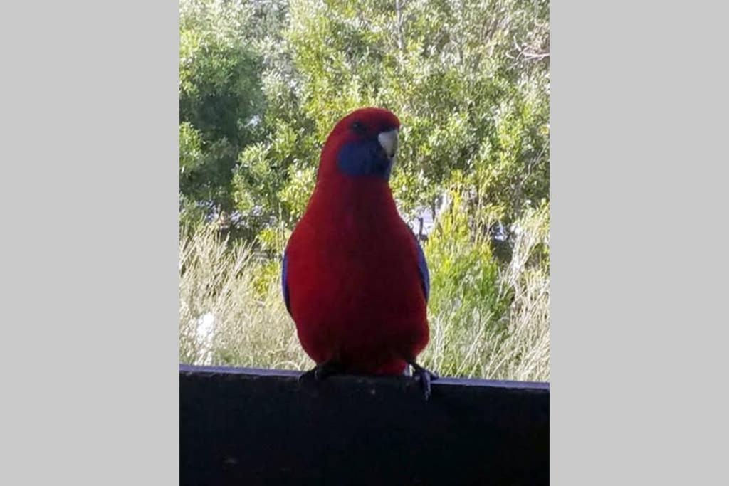 Cockatoo Cabin Halls Gap Luaran gambar