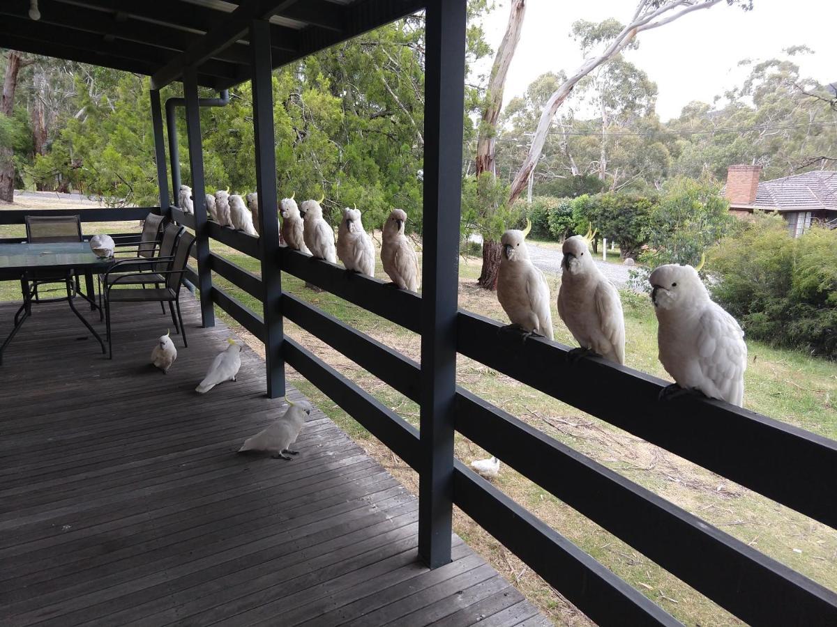 Cockatoo Cabin Halls Gap Luaran gambar