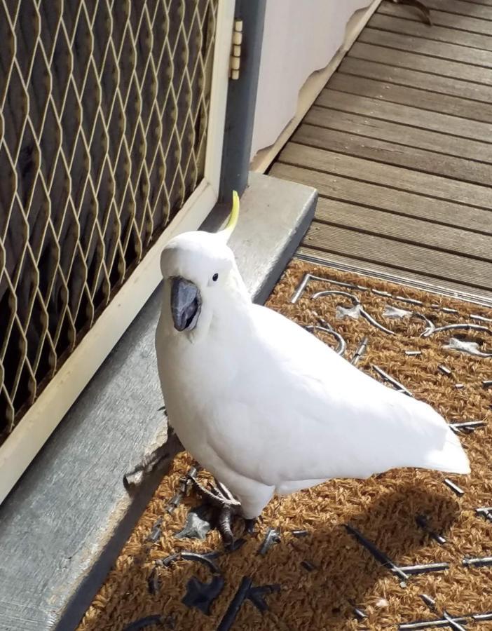 Cockatoo Cabin Halls Gap Luaran gambar