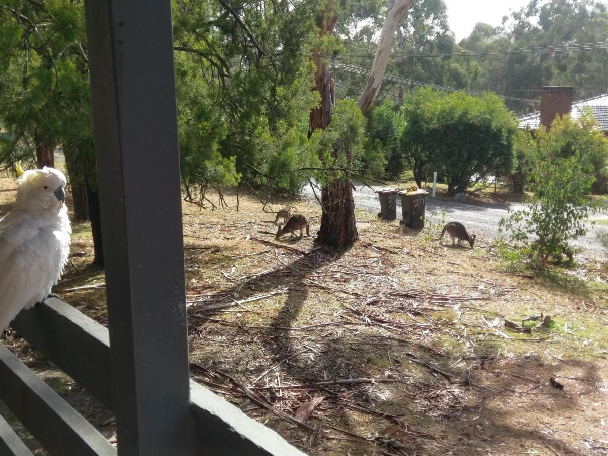 Cockatoo Cabin Halls Gap Luaran gambar